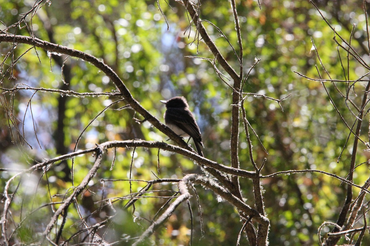 Black Phoebe - ML639192502