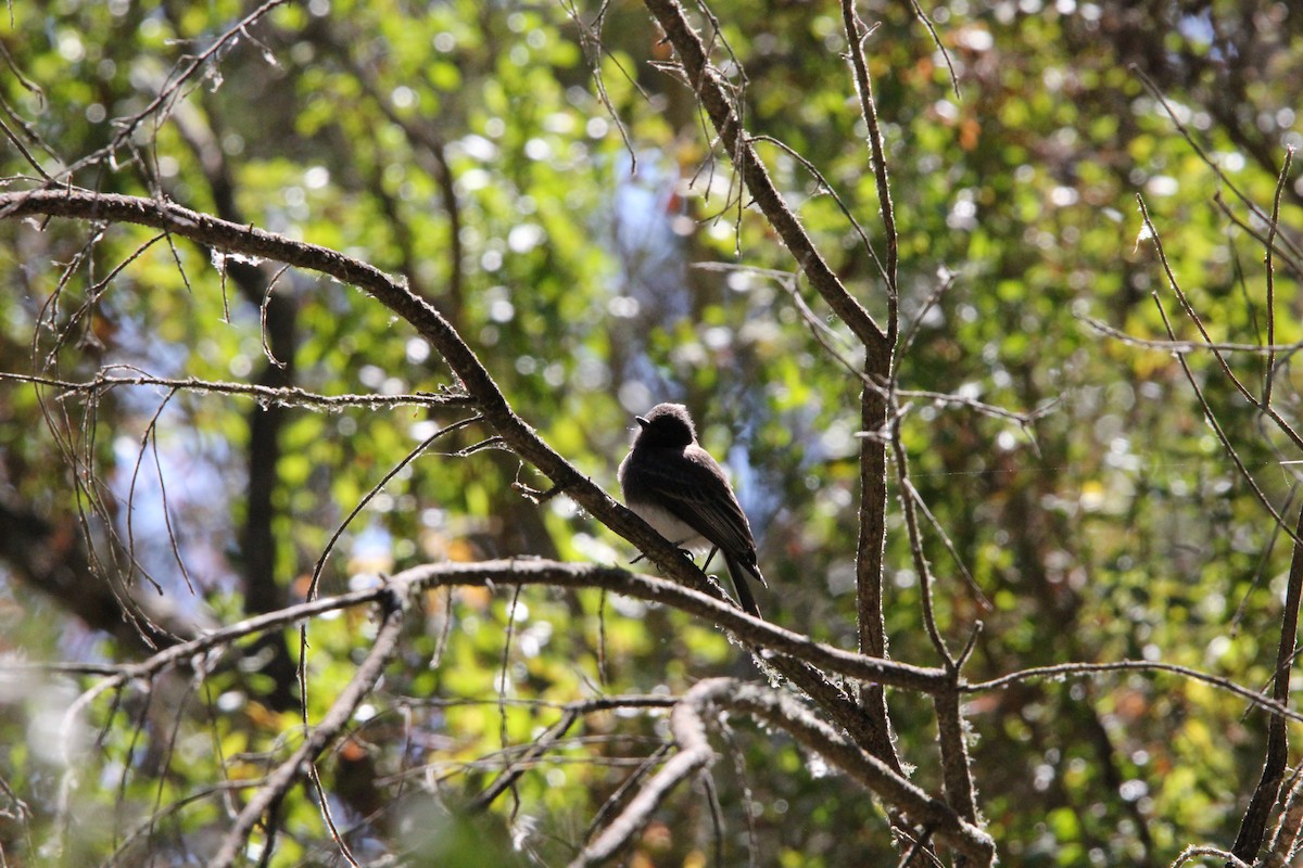 Black Phoebe - ML639192503