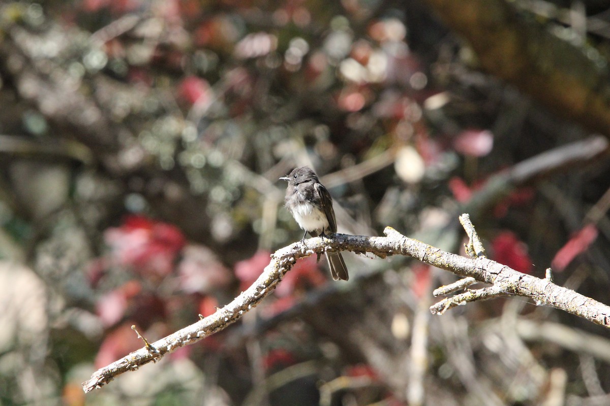 Black Phoebe - ML639192504