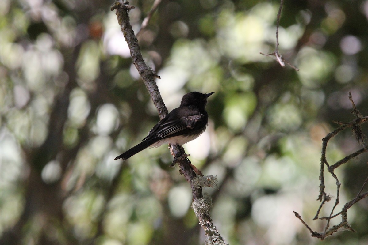 Black Phoebe - ML639192505