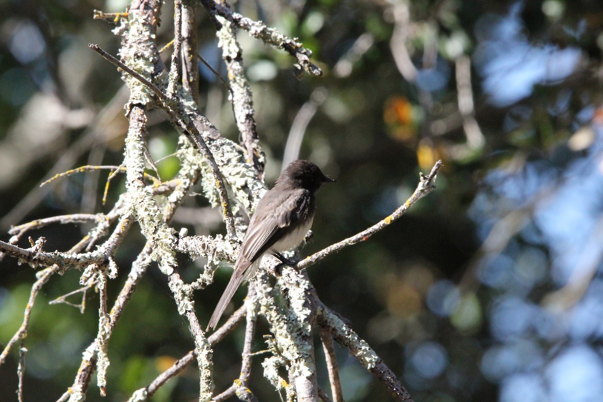 Black Phoebe - ML639192506