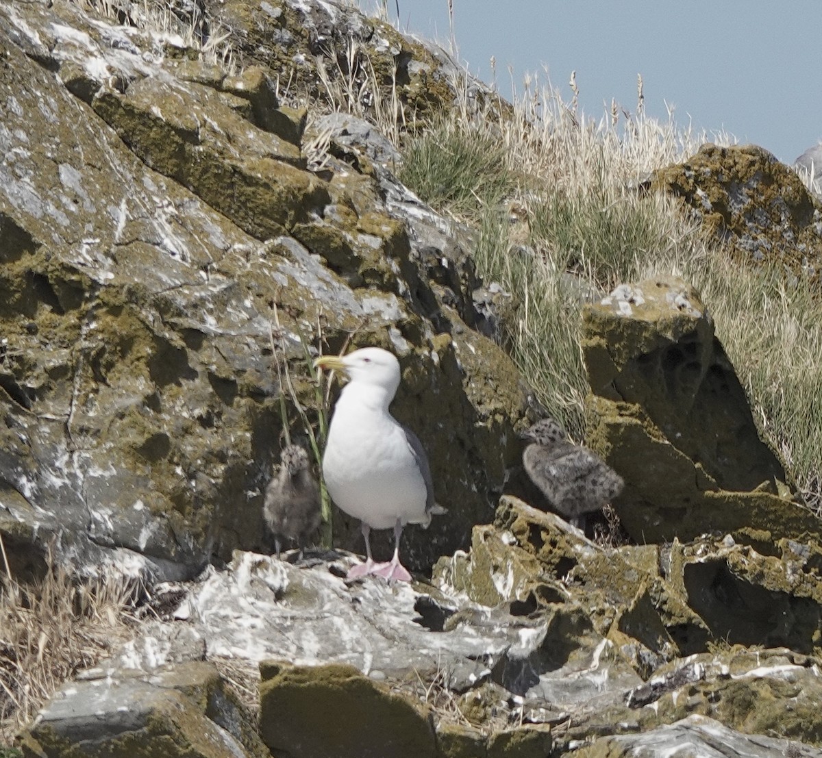 Glaucous-winged Gull - ML639192547