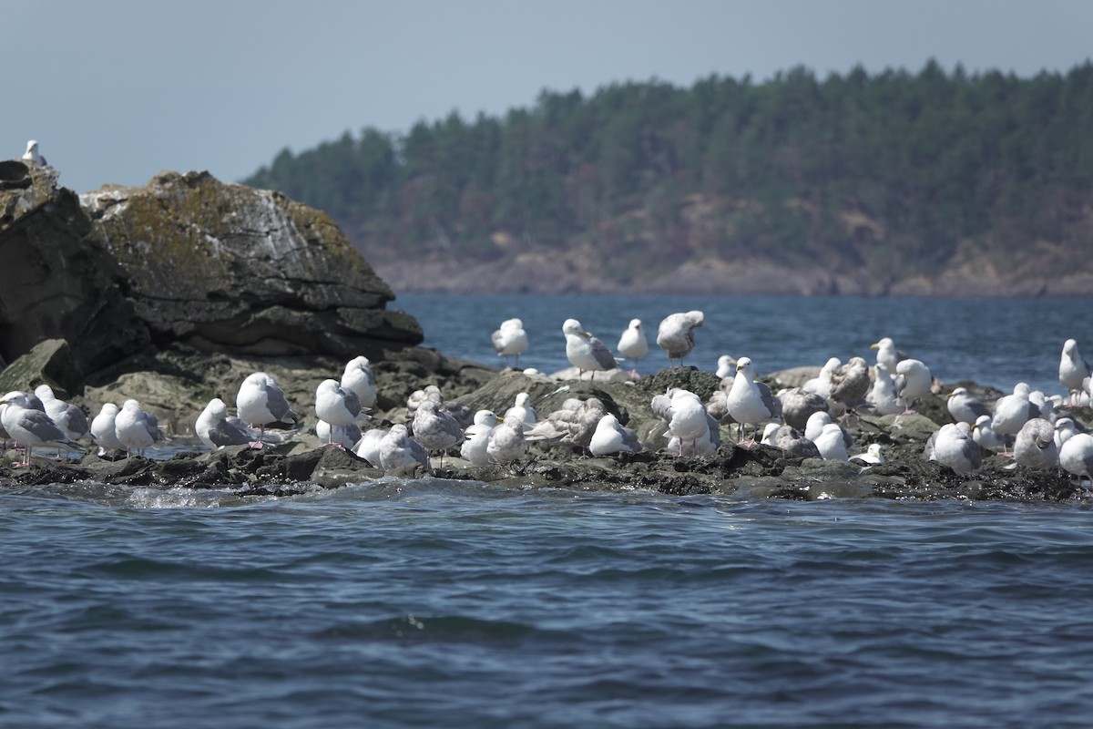 Glaucous-winged Gull - ML639192548