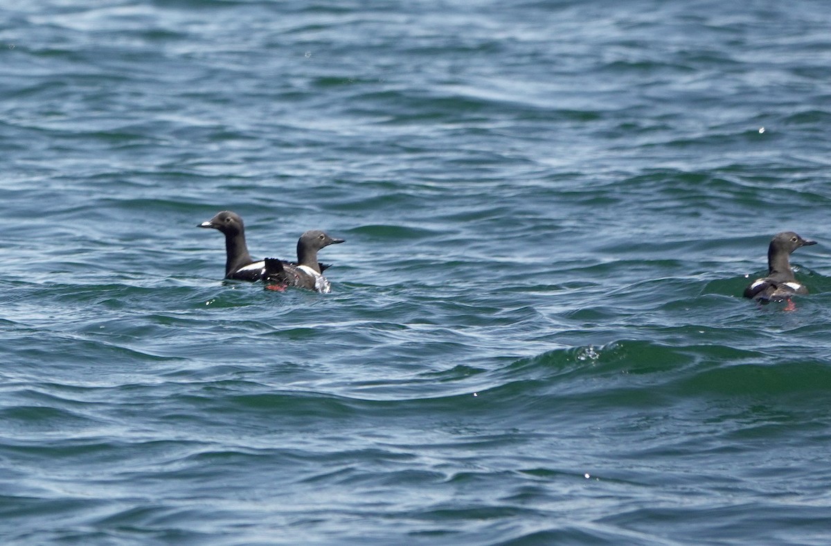 Pigeon Guillemot - ML639192551