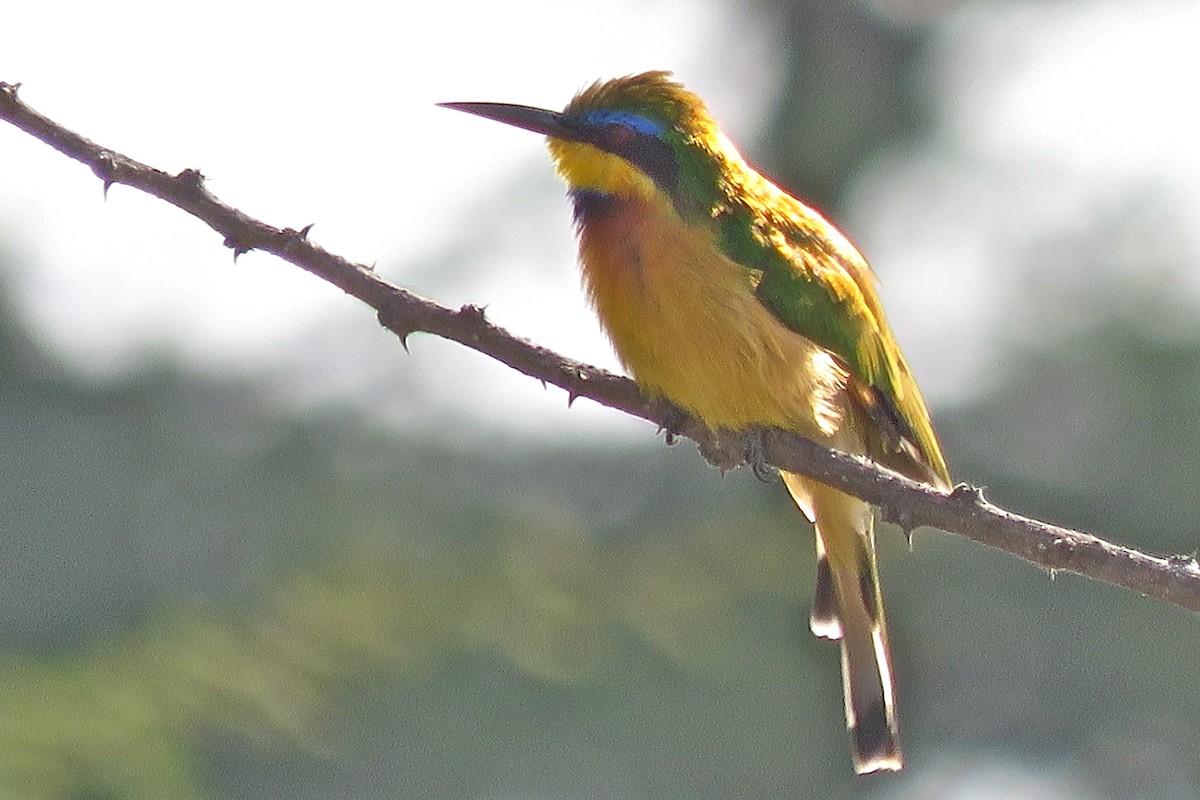 Ethiopian Bee-eater - ML639192574