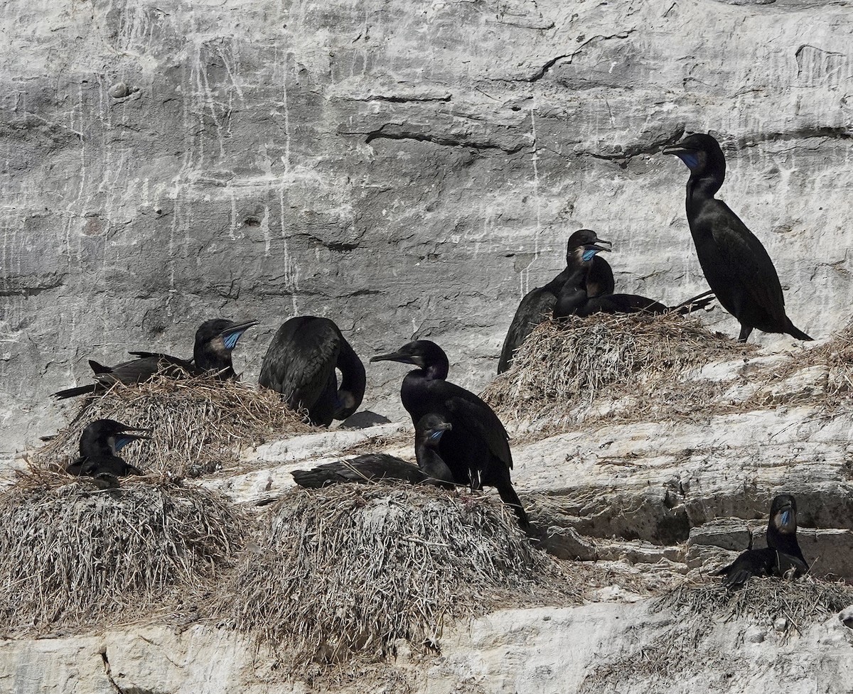 Brandt's Cormorant - ML639192600