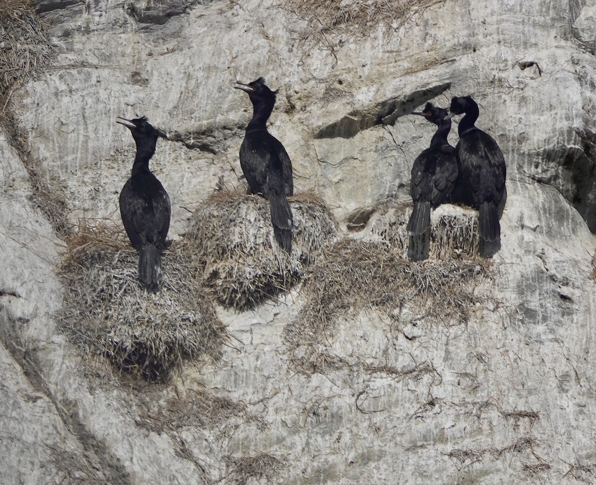 Pelagic Cormorant - ML639192616