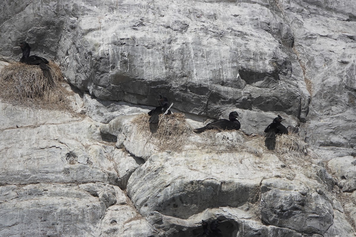 Pelagic Cormorant - ML639192617