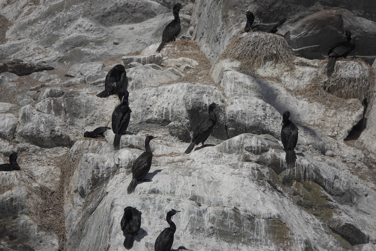 Pelagic Cormorant - ML639192618