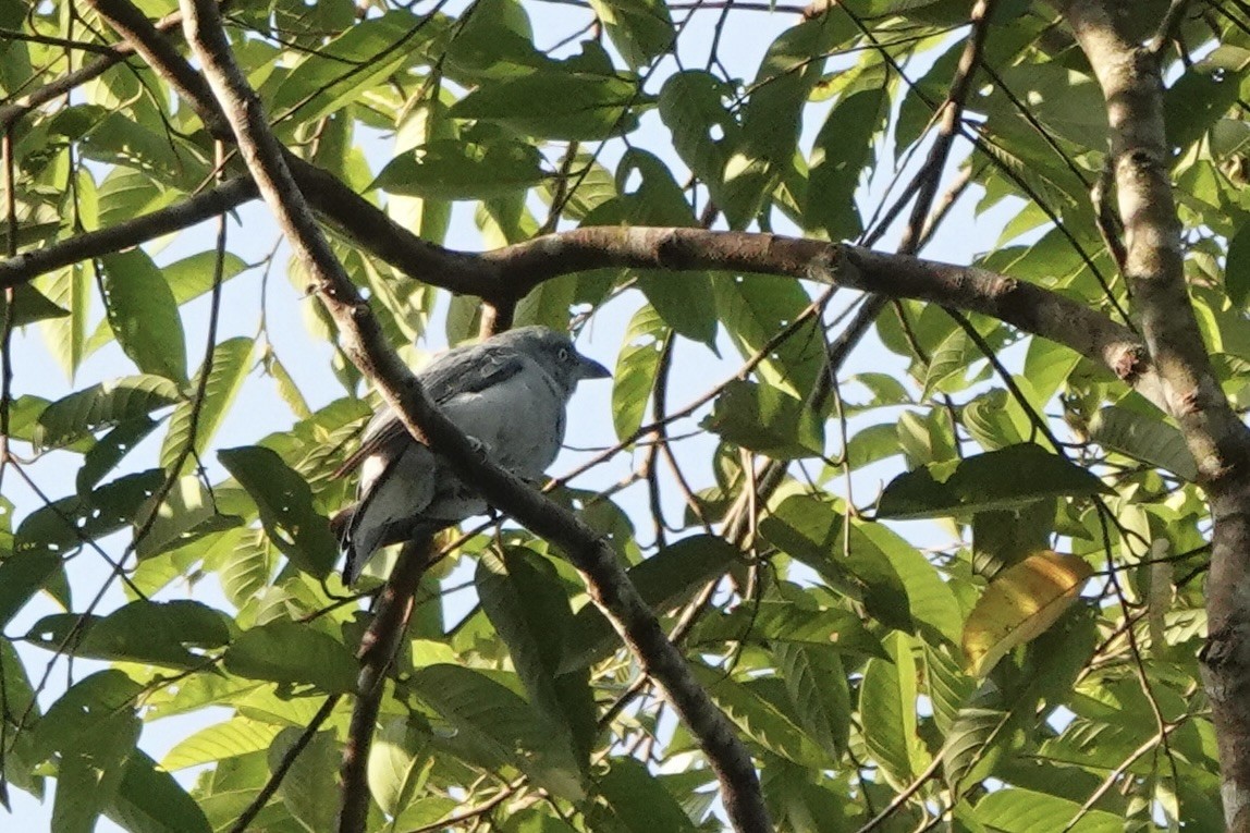 Bar-bellied Cuckooshrike - ML639192631