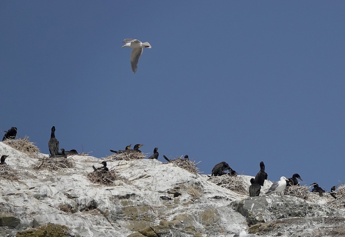 Double-crested Cormorant - ML639192634