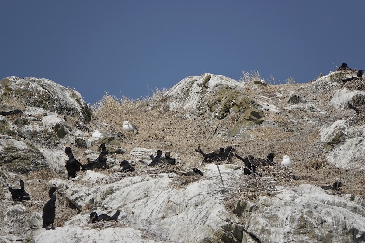 Double-crested Cormorant - ML639192635