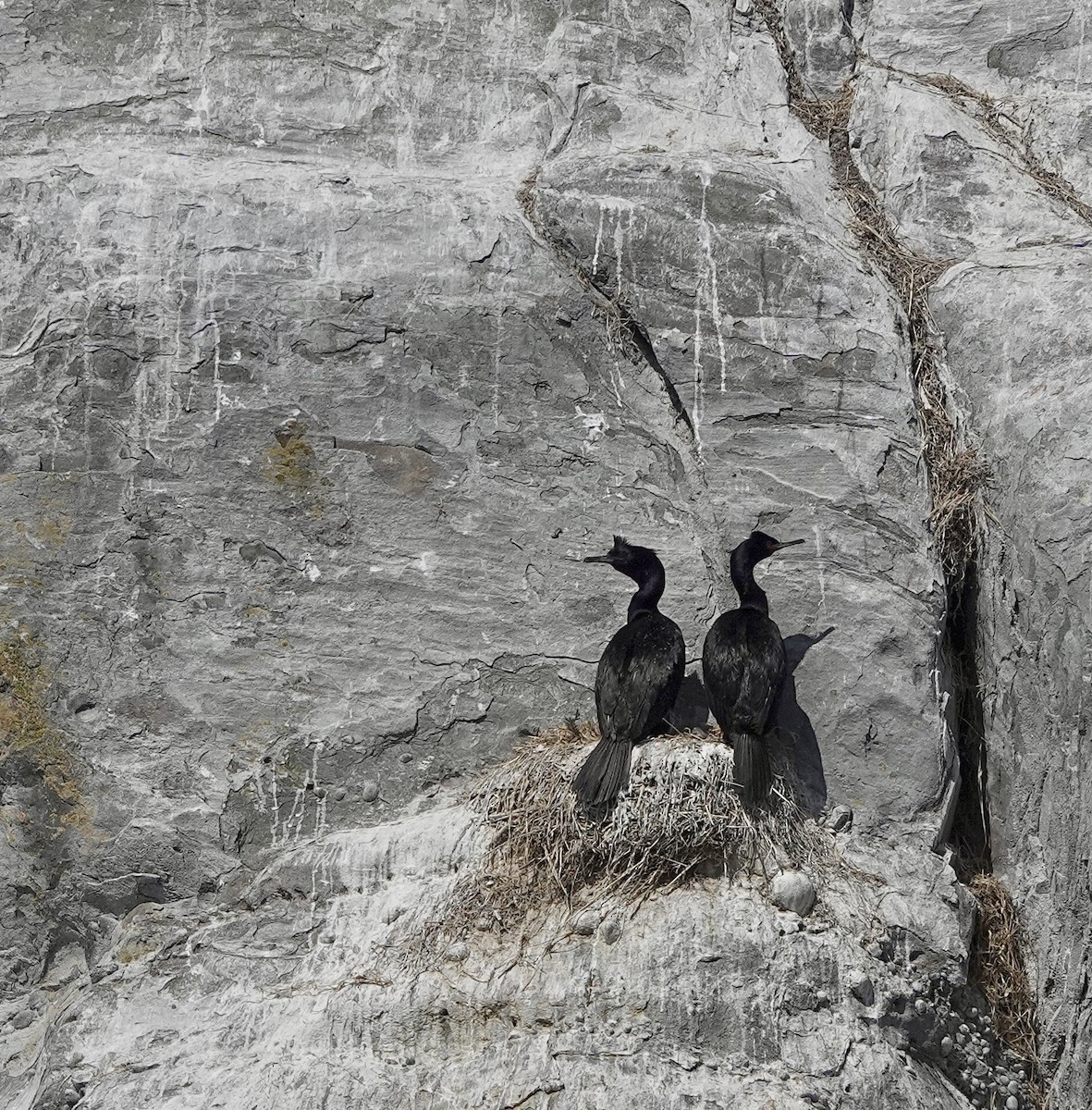 Pelagic Cormorant - ML639192638
