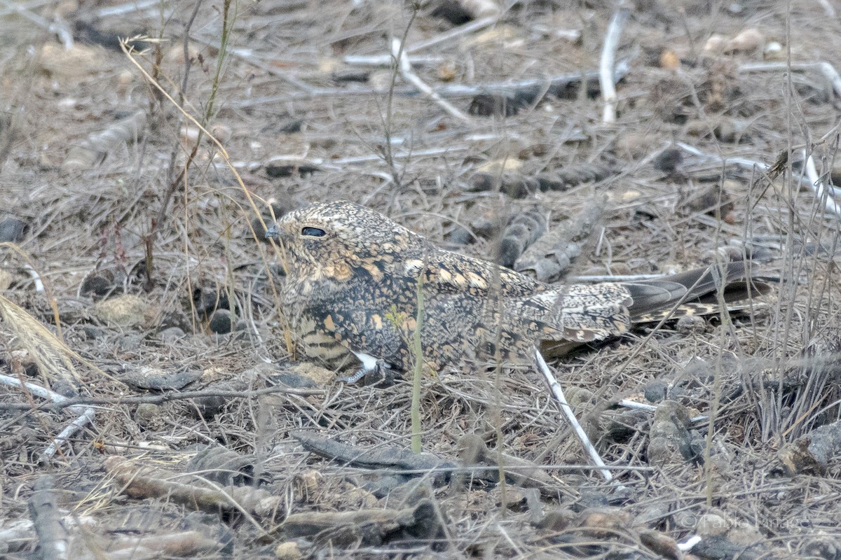 Tschudi's Nightjar - ML639192654