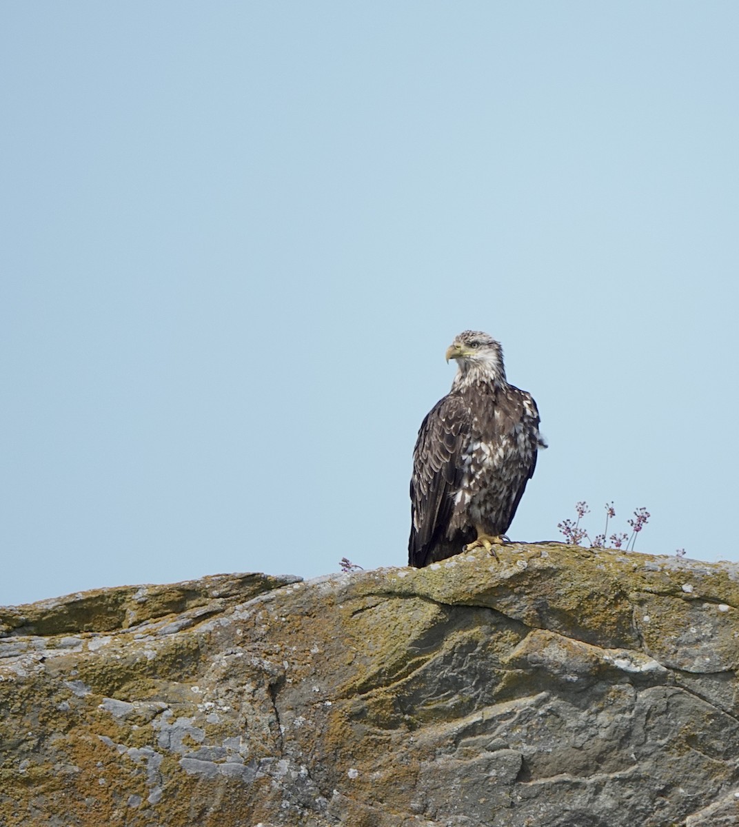 Bald Eagle - ML639192656