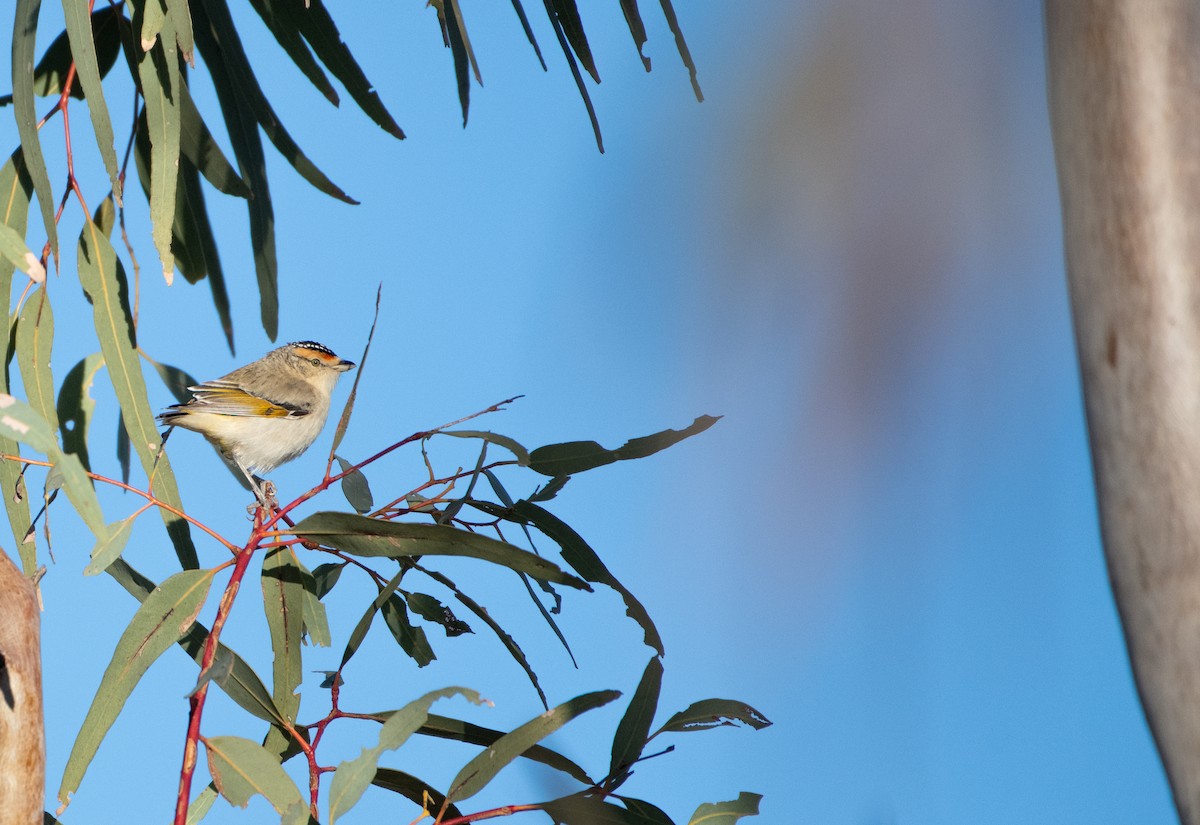 Red-browed Pardalote - ML639192674