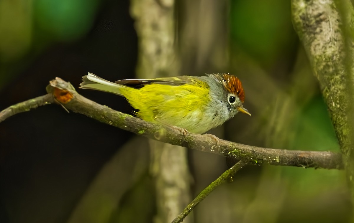 Chestnut-crowned Warbler - ML639192693