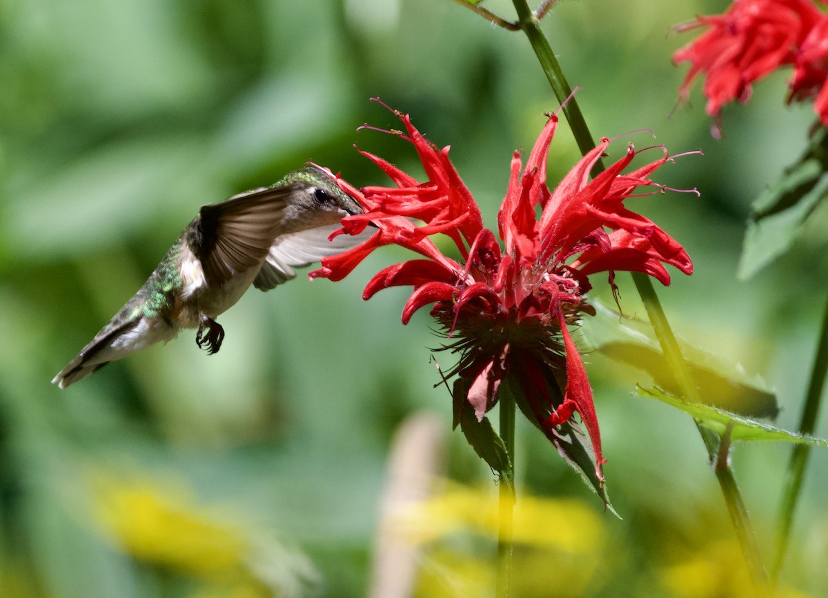 Colibri à gorge rubis - ML639192698