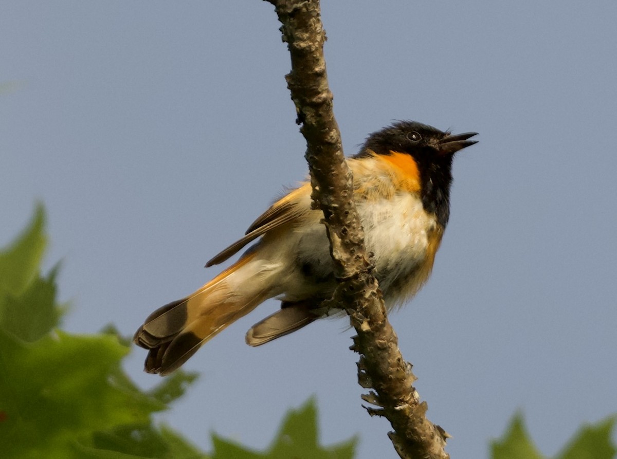 Paruline flamboyante - ML639192701