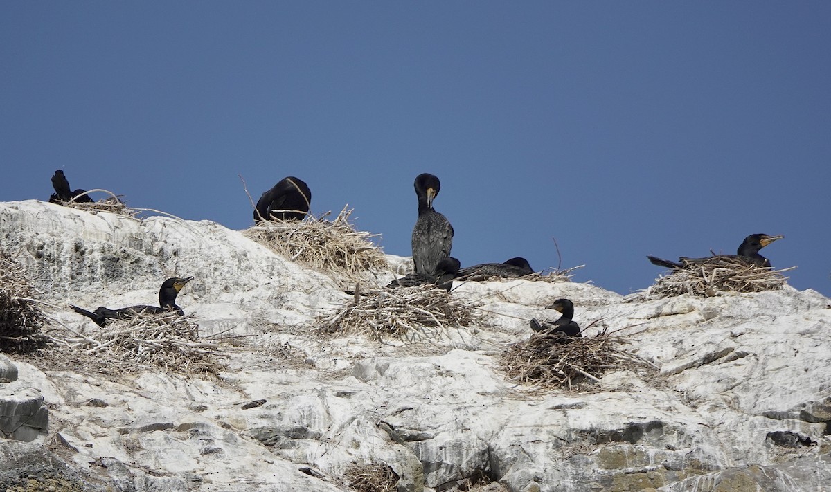 Double-crested Cormorant - ML639192708
