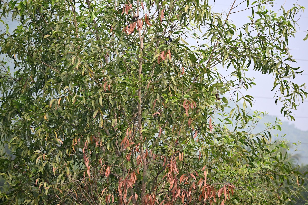 シキチョウ - ML639192730