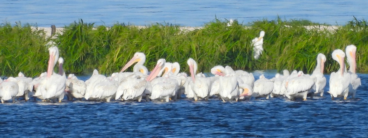 American White Pelican - ML639192757