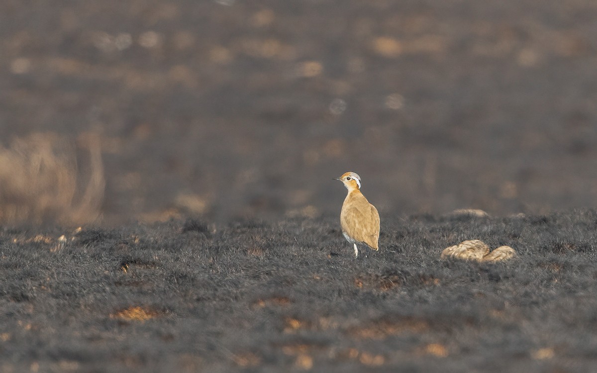 Burchell's Courser - ML639192775