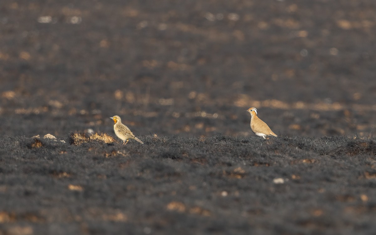 Burchell's Courser - ML639192776