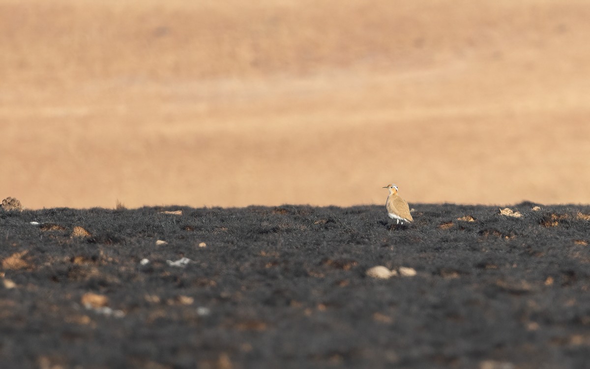 Burchell's Courser - ML639192777