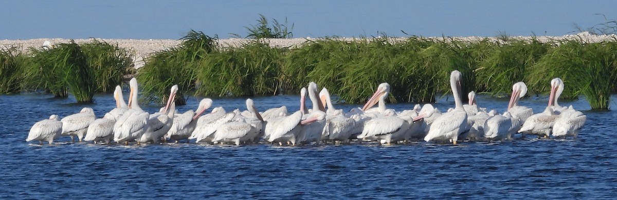 American White Pelican - ML639192781