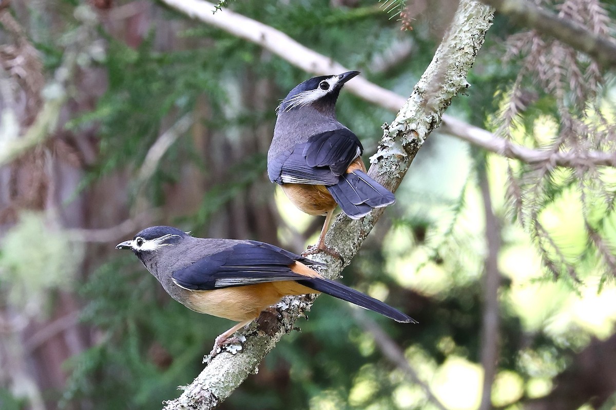 White-eared Sibia - ML639192784