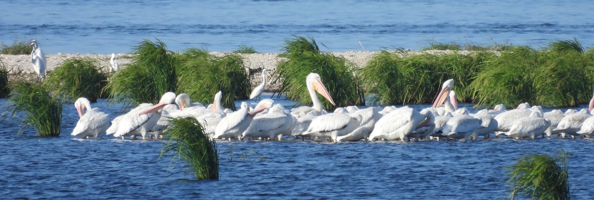 American White Pelican - ML639192798