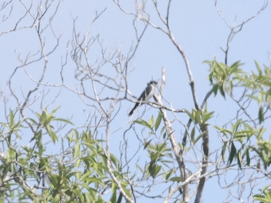טירן מזרחי - ML639192806