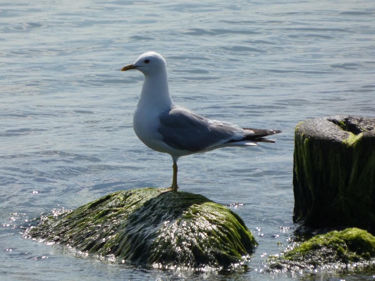 gull sp. - ML639192812