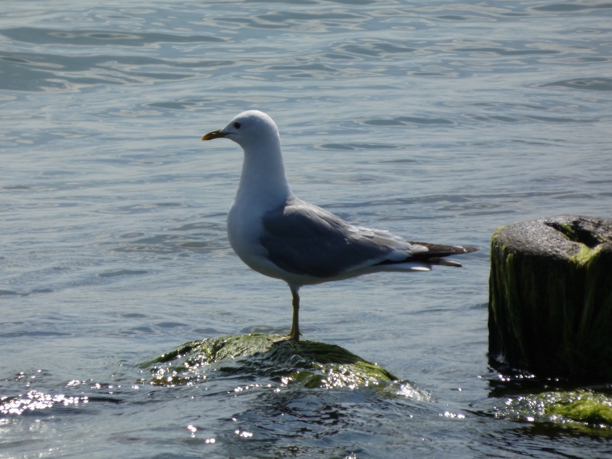 gull sp. - ML639192813