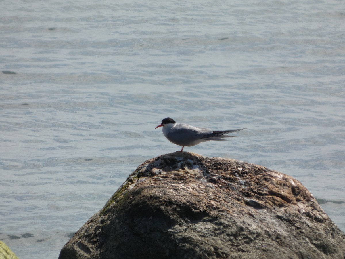 Common Tern - ML639192867