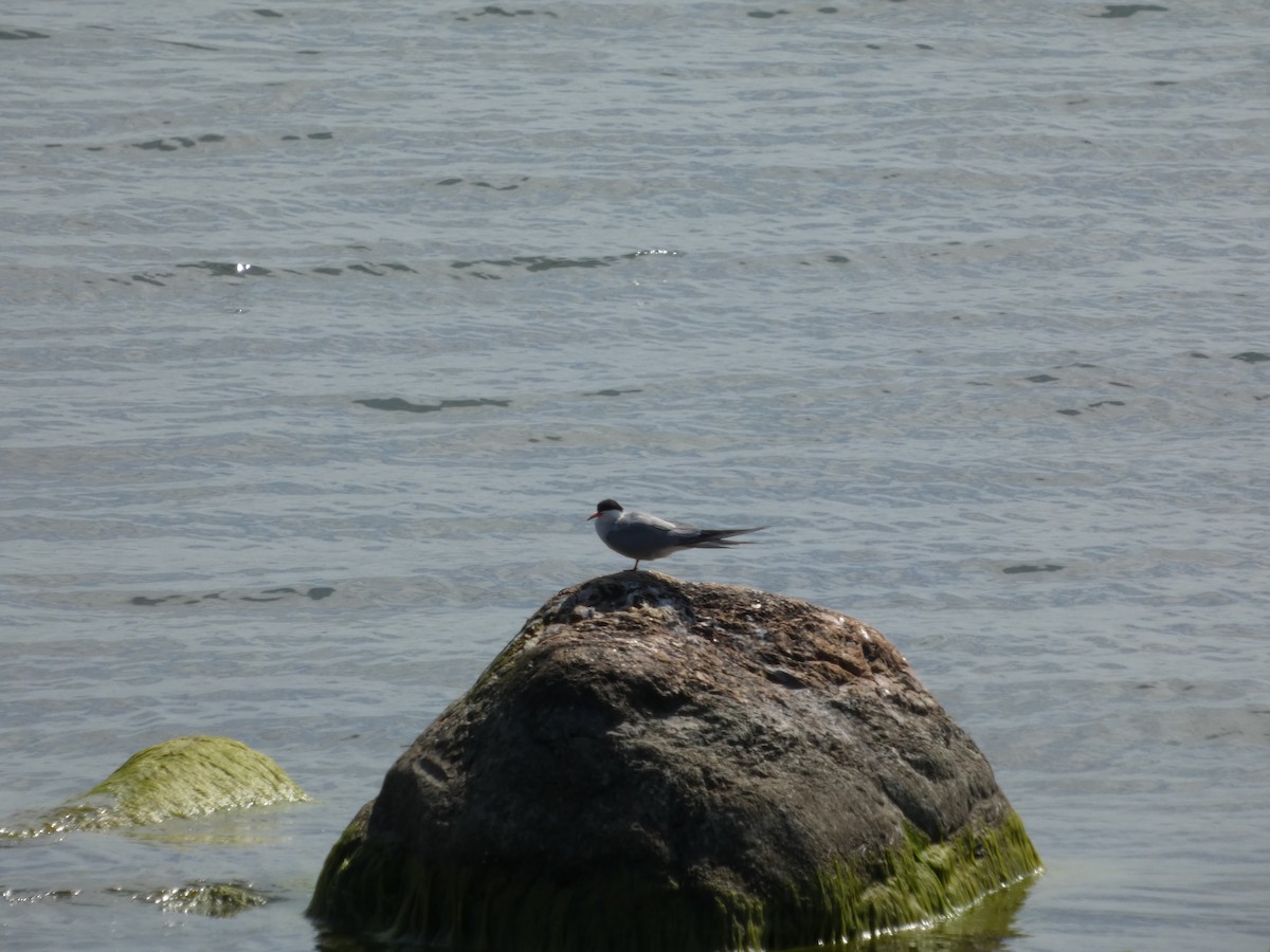 Common Tern - ML639192868