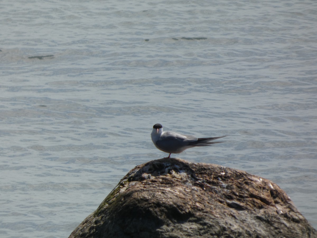 Common Tern - ML639192869