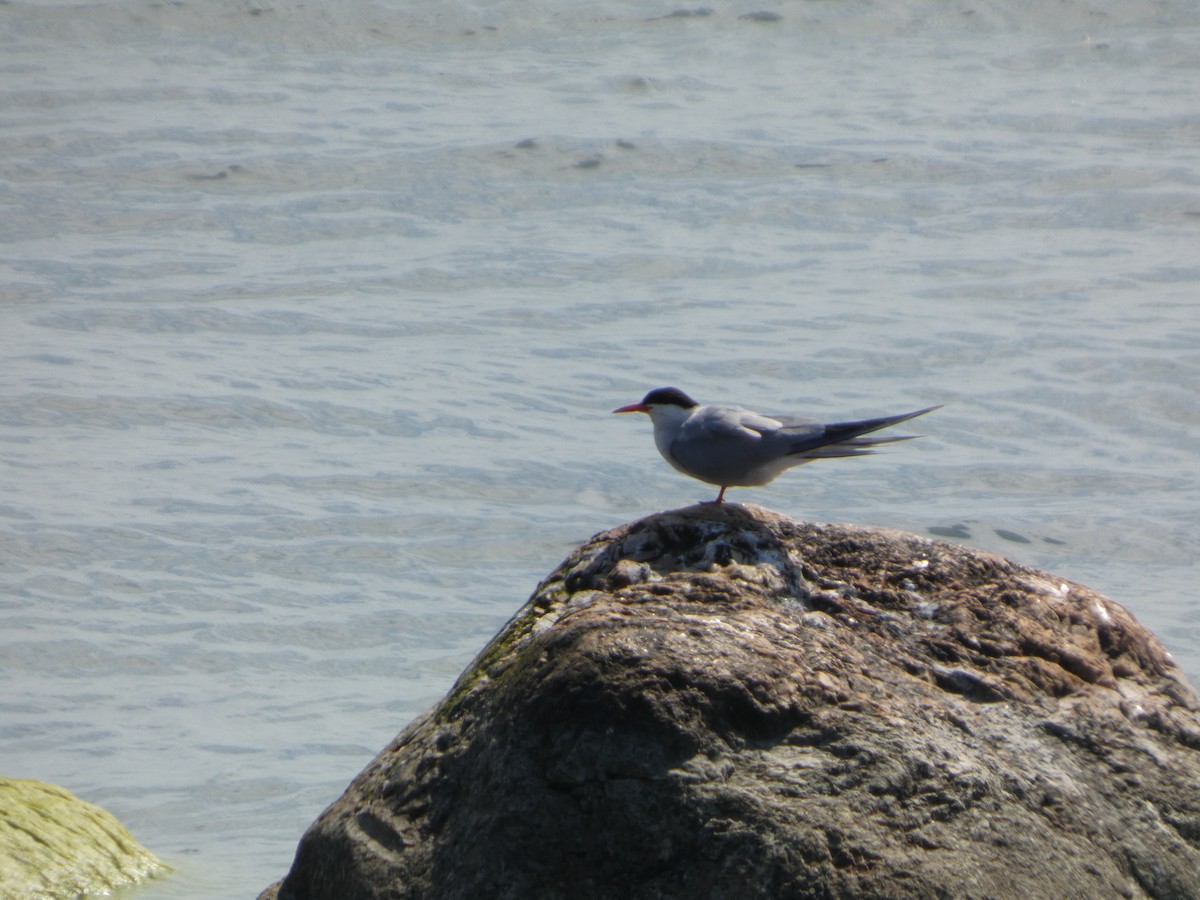 Common Tern - ML639192870