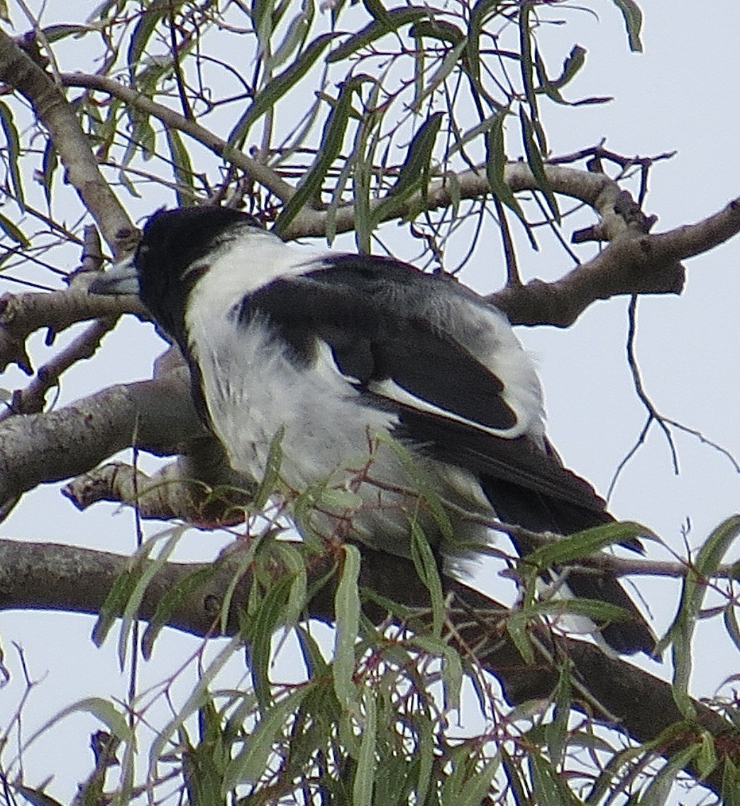 Pied Butcherbird - ML639192871