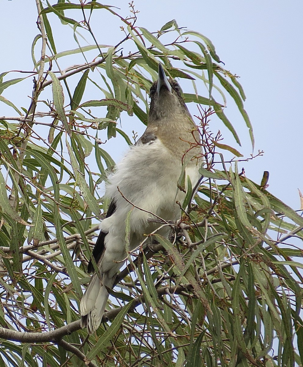 Pied Butcherbird - ML639192887