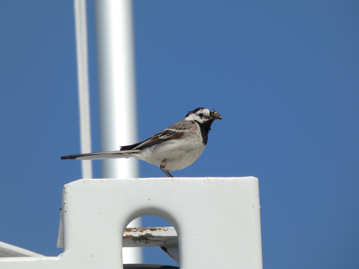 White Wagtail - ML639192906