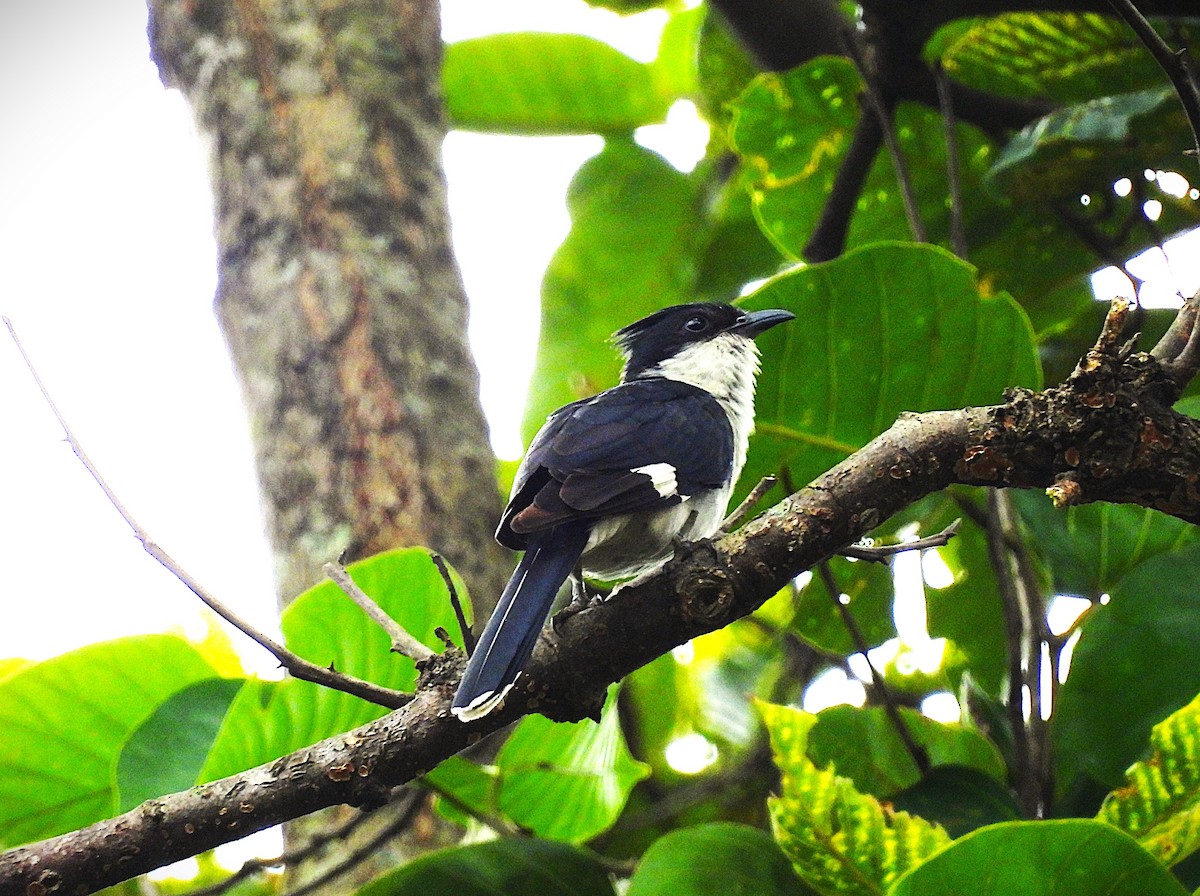 Pied Cuckoo - ML639192908