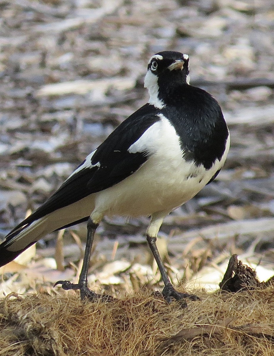 Magpie-lark - ML639192924