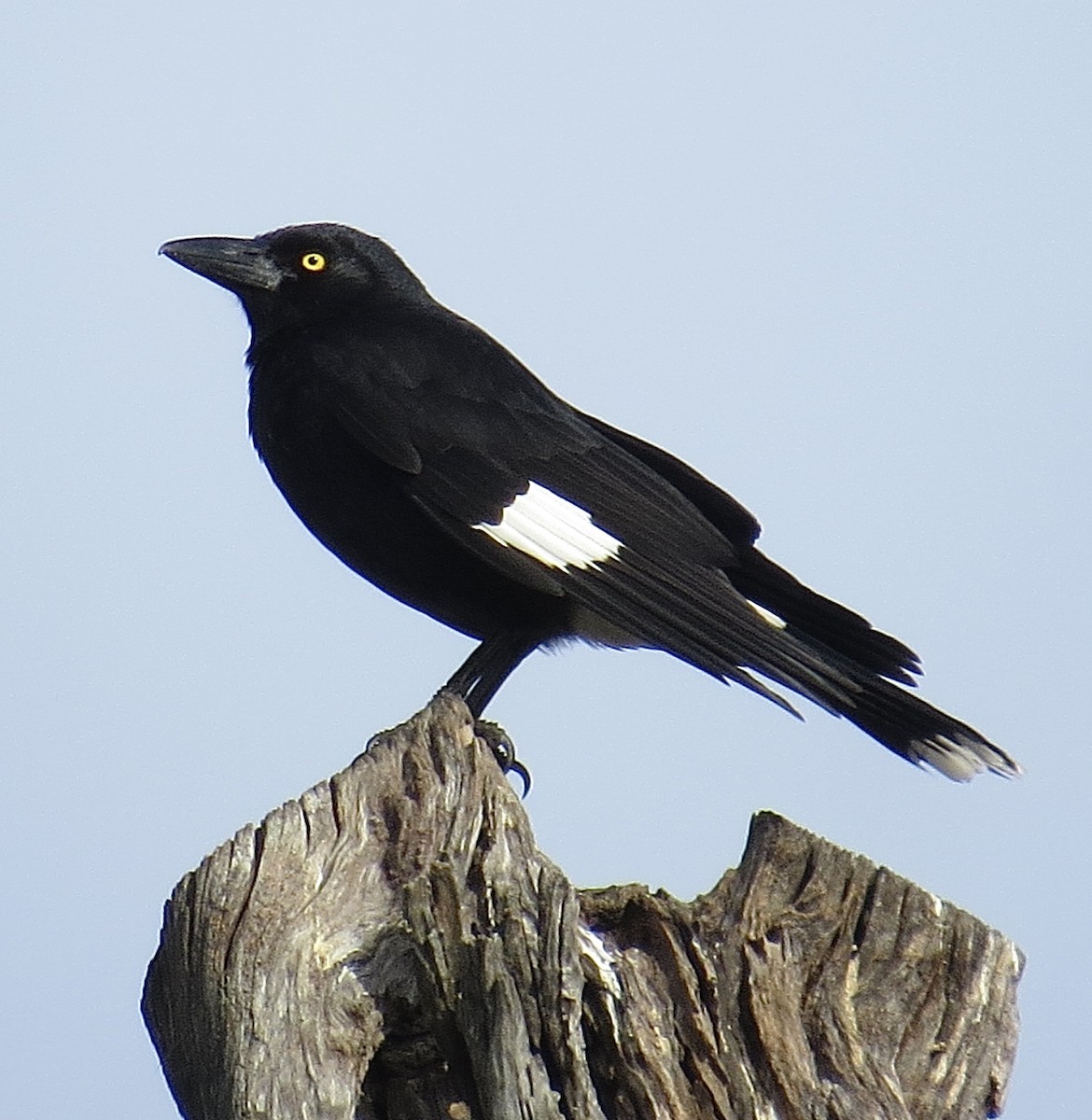 Pied Currawong - ML639192928