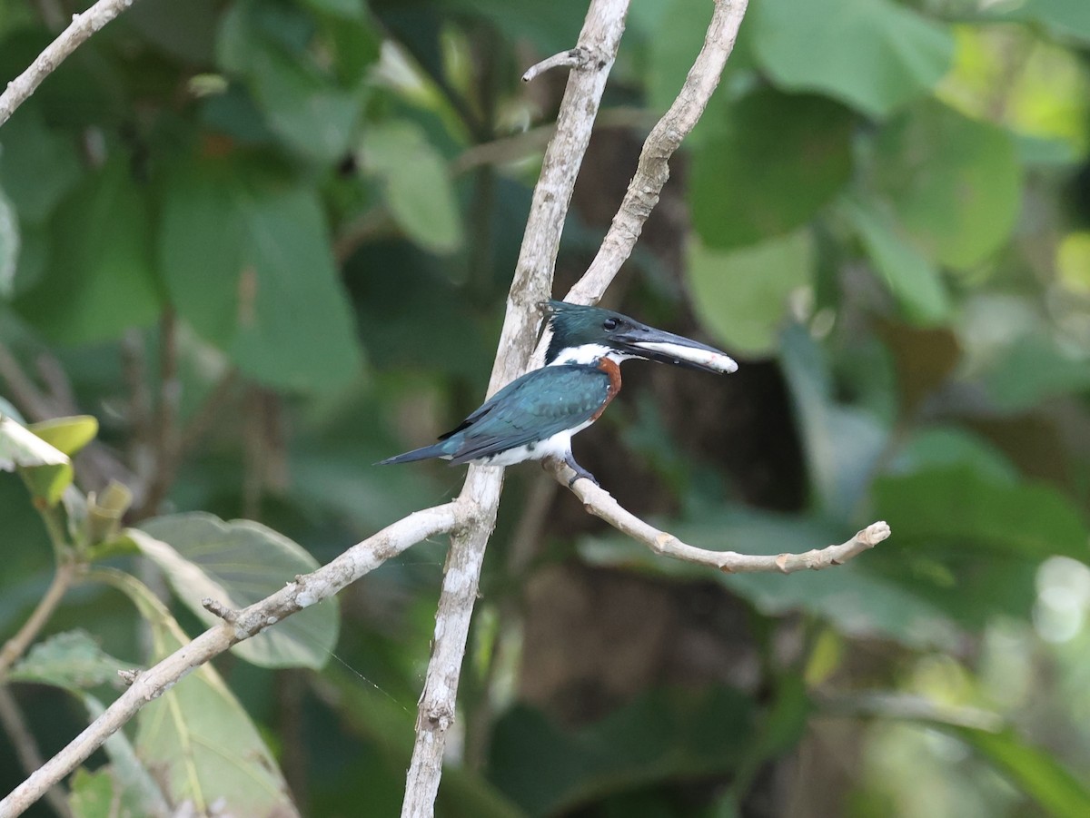 Amazon Kingfisher - ML639192951