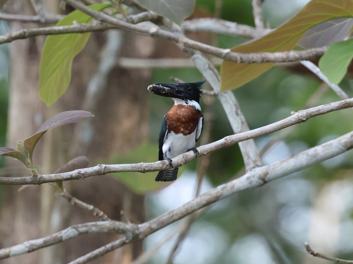 Amazon Kingfisher - ML639192952