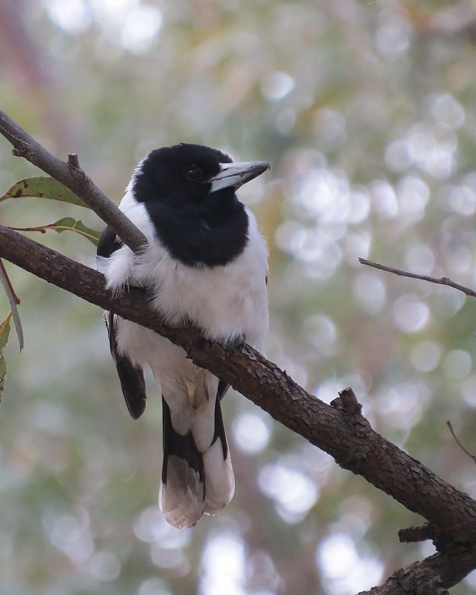 Pied Butcherbird - ML639192974