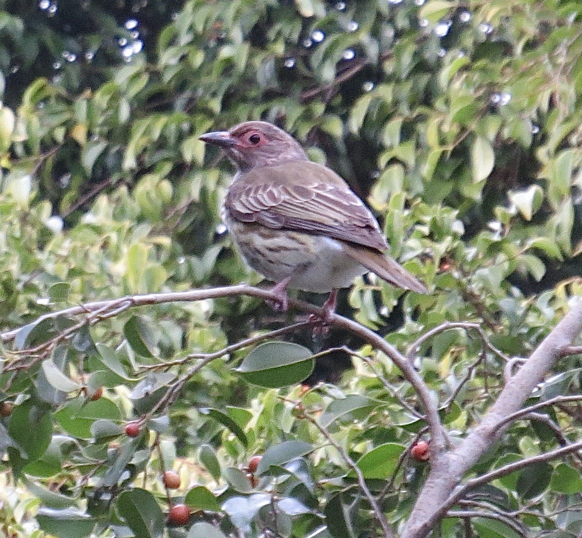Australasian Figbird - ML639192998