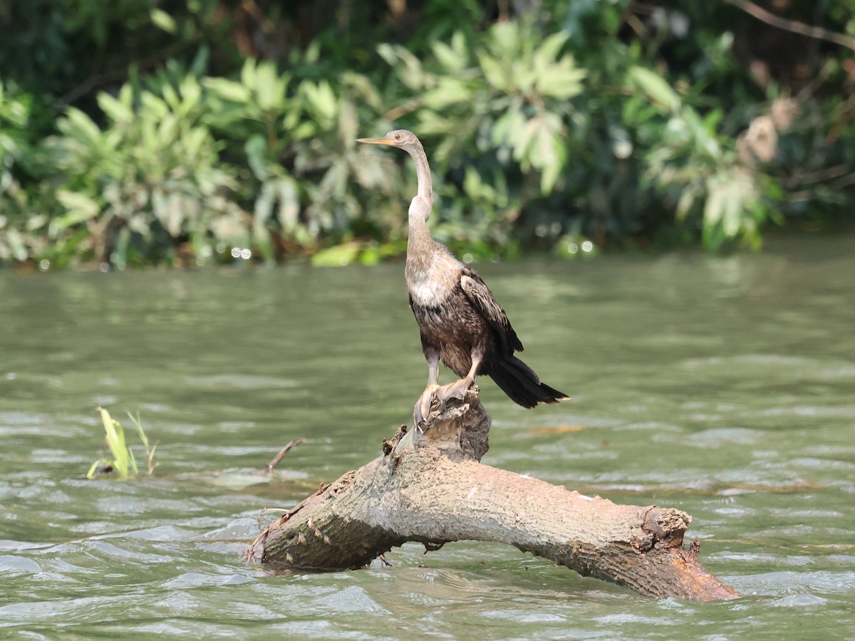 נחשון אמריקני - ML639193048